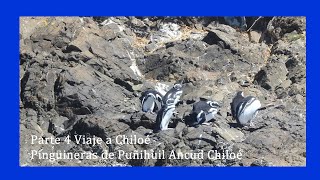 🔴 PARTE 4 VIAJE A LA ISLA GRANDE CHILOÉ 👉 PINGUINERAS ANCUD [upl. by Mussman]