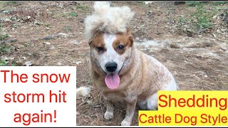 Shedding  Australian Cattle Dogs [upl. by Enomys]