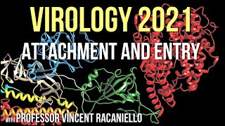 Virology Lectures 2021 5  Attachment and entry [upl. by Aromas]