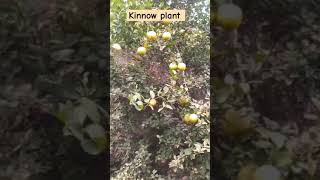 Kinnow farming news18upukdigital agriculture dragonfruit Sonurajput18372 [upl. by Yniar]