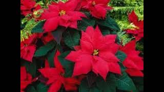 Poinsettias are synonymous of Christmas [upl. by Harrington]