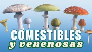 🍄⚠️ SETAS COMESTIBLES Y VENENOSAS [upl. by Atterrol]