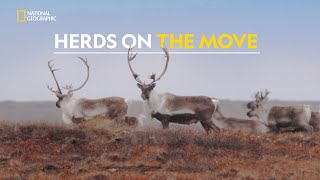 Chasing Caribou  Alaskas Grizzly Gauntlet  हिंदी  Full Episode  S1  E3  Nat Geo [upl. by Acilgna]