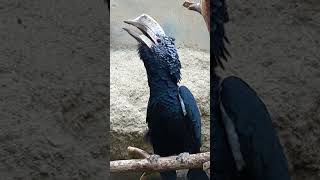 Nashornvogel Hornbill Sound Call Crying shorts funny animals [upl. by Ma]