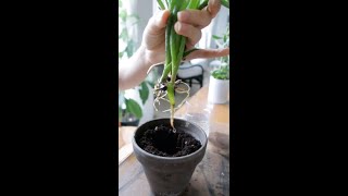 Propagating the Stunning Propeller Plant Senecio crassissimus [upl. by Eanore]