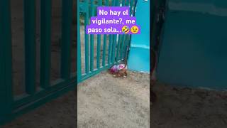 No hay vigilante😉 dog funny funnydogs pets animals funnyanimals diversión kids [upl. by Neona]