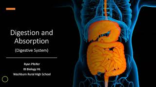 The Intestinal Villi Explained  Absorption [upl. by Serle]