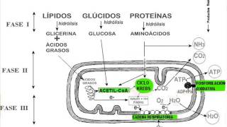 Biología  Catabolismo [upl. by Ursel]