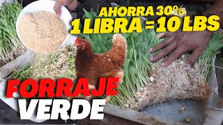 Cómo hacer FORRAJE VERDE HIDROPONICO para alimentar GALLINAS PONEDORAS AHORRA 30 de CONCENTRADO [upl. by Eilra]