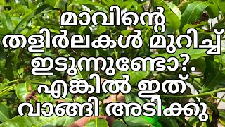 മാവിന്റെ തളിരിലകൾ മുറിച്ച് ഇടുന്നുണ്ടോ  എങ്കിൽ ഇത് വാങ്ങി അടിക്കു  KANDAMPULLY GARDENS [upl. by Amadeus187]