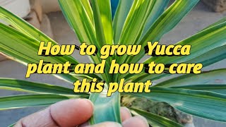 Yucca plant care and propagation  gardening plantlife youtube [upl. by Maller]