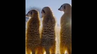 Meerkats do everything togetherAnimals recognize each other by voice [upl. by Benedict]