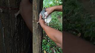 Collecting rubber from rubber tree shortvideo rubbertreesatisfyingvideoshortsnatureharvesting✨ [upl. by Bertila399]