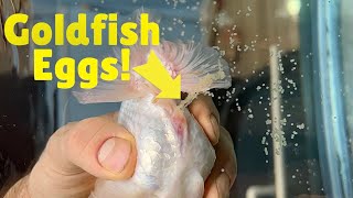 How to breed goldfish  Hand spawning ranchu goldfish [upl. by Delphina957]