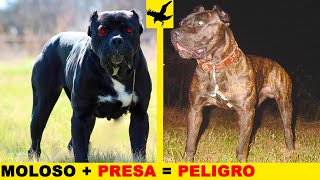 💥 7 TIPOS DE BANDOG QUE TIENES QUE CONOCER – PERROS FEOS DE TRABAJO [upl. by Lusa821]