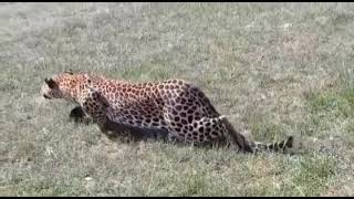 Leopard hunting in Samburu National Park Kenya [upl. by Noellyn480]