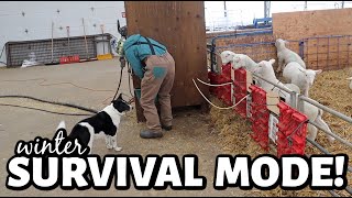 WINTER STORM LOCK DOWN we are in FULL winter survival mode in the sheep barn  Vlog 756 [upl. by Niko]