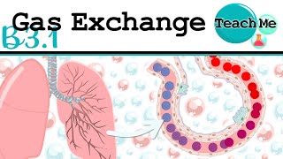 B31  Gas Exchange  IB Biology SLHL [upl. by Anilorak]