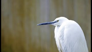 Your Wildlife Photos with Steve Brown [upl. by Ahsyle]