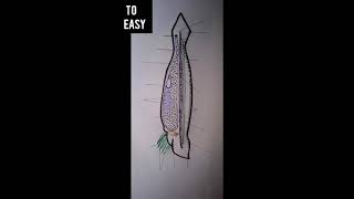 How to draw Amphioxus External structure of Amphioxuseasy to draw [upl. by Leahey355]