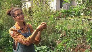 Permaculture Paradise Central Jacksonville Florida [upl. by Anilat]