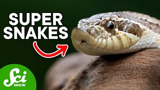 6 Sneaky Snakes That Might Freak You Out [upl. by Nethsa]