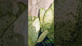 MY GARDEN VARIETY OF FLOWERING PLANTS plants video [upl. by Alyak803]