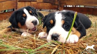 Vidéo bébé chiot Bouvier Suisse  comment prendre soin de sa santé [upl. by Mariko]