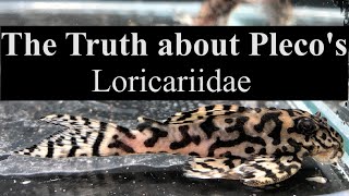 The Myths and Truths about Plecos and L numbers Loricariidae Lnumber pleco [upl. by Ellah]