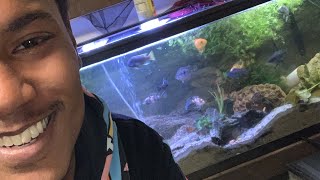 55 gallon cichlid tank [upl. by Kellie]