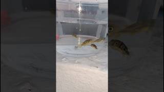 Pea Puffer Fish  Dwarf Pufferfish  Puffer fish tank setup and care  Malabar Pufferfish [upl. by Sikleb]