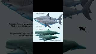 Otodus Carcharocles Megaselachus megalodon and Livyatan melvillei shortsviralmegalodonbattle [upl. by Nylde]