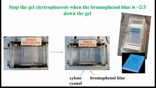 Agarose Gel After Stop Electrophoresis [upl. by Goodspeed468]