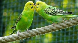 8 Hours Parakeets Chirping Sounds Meditation in Budgies Songs to Reduce stress blood pressure [upl. by Lierbag]