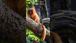 Lets admire this dazzling animalGoldenLionTamarin RareAnimals [upl. by Kiyoshi]