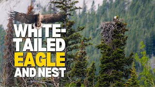 🦅 AERIAL Whitetailed Eagle Nest and Chicks 🪺 [upl. by Kroo549]