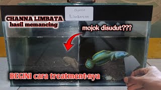 TREATMENT CHANNA LIMBATA Agar Mentalnya Cepat Keluar [upl. by Pablo]