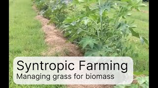 8 mth Syntropic Farming experiment  using grass for biomass [upl. by Hacim]