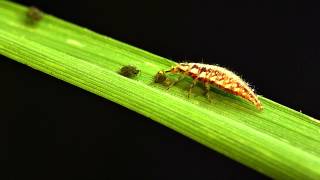 Green lacewing larvae vs bird cherryoat aphid [upl. by Forsta]