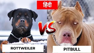 pitbull vs rottweiler real fight ‼️ pitbull vs rottweiler real ❗pitbull [upl. by Eelyr]