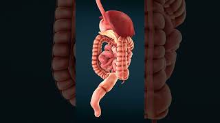 Animated Intestine Diagram Explained in 60 SECONDS [upl. by Norda]