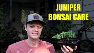 How To Keep Your New Juniper Bonsai Tree Alive [upl. by Rubens]