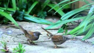 Dunnock Mating ヨーロッパカヤクグリの交尾avi [upl. by Ear466]