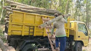 Dengan santainya tebang puluhan pohon Accasia mangium di awal musim hujan [upl. by Meesan536]