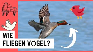 Wie fliegen Vögel [upl. by Marissa]