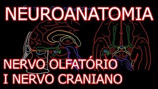 Aula Neuroanatomia  Nervo Olfatório I Nervo Craniano e o Sistema Olfativo  Neuroanatomia 61 [upl. by Mirilla]