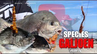 ASFN 2018 SPECIES  The Galjoen South African National Fish [upl. by Paloma]