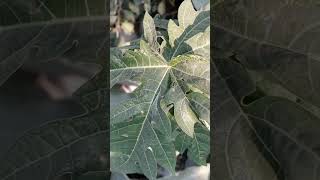 Green papaya leaf in winter season [upl. by Goulette104]