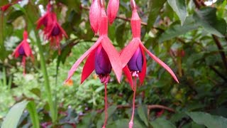 Step by Step Guide to Taking Fuchsia Cuttings [upl. by Ahsinauj]