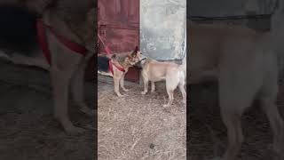 Labrador dog vs German shepherd dog shorts [upl. by Lenuahs]